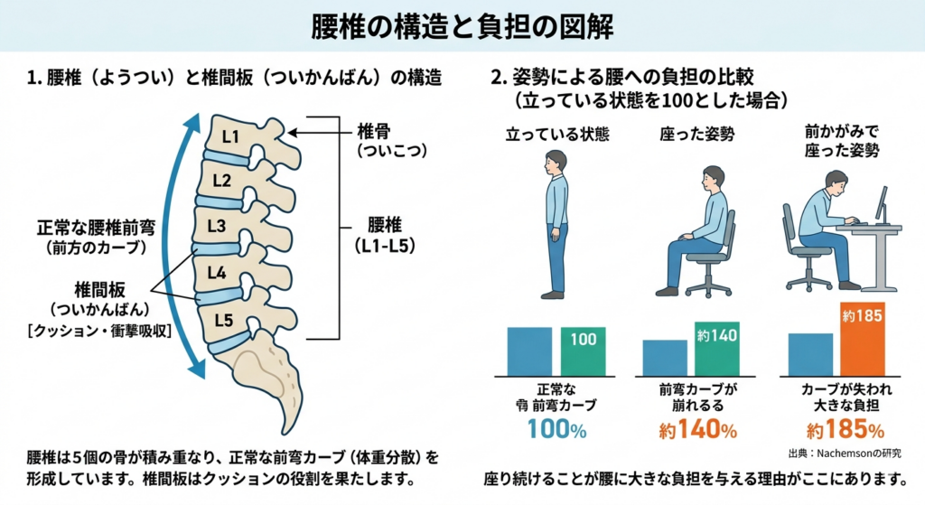 腰椎の構造と姿勢による負荷の図解
