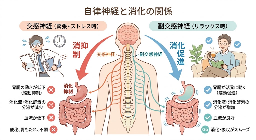 自律神経（交感神経・副交感神経）と消化の関係を示す図